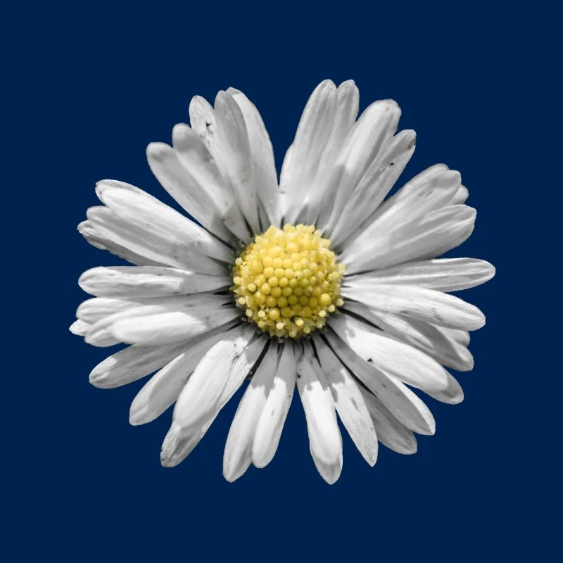 Gänseblümchen