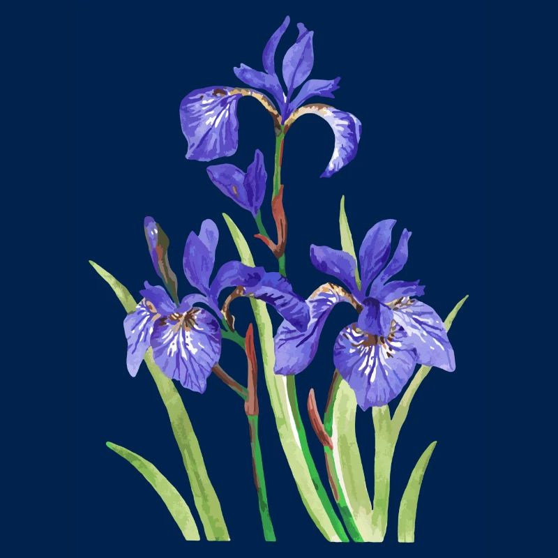 Iris