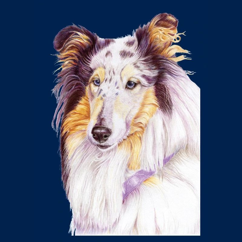 Collie bluemerle