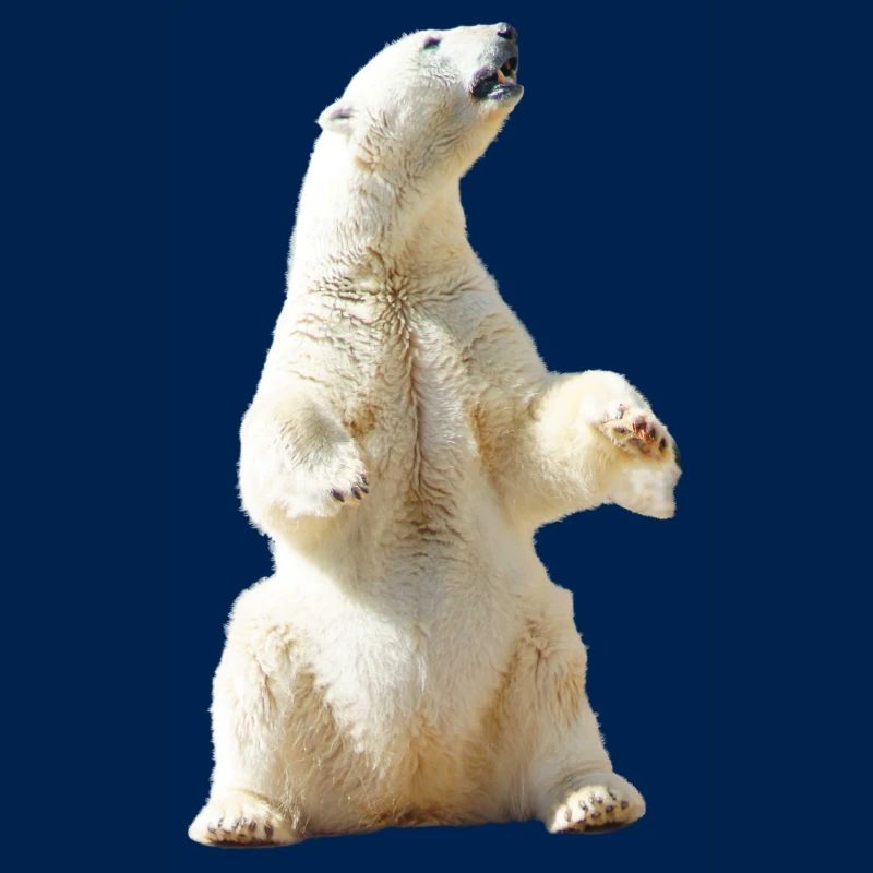 polar bear eisbaer nordpol north pole alaska6