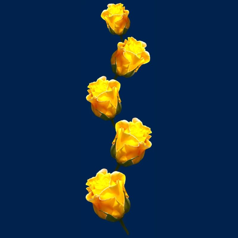 yellow roses