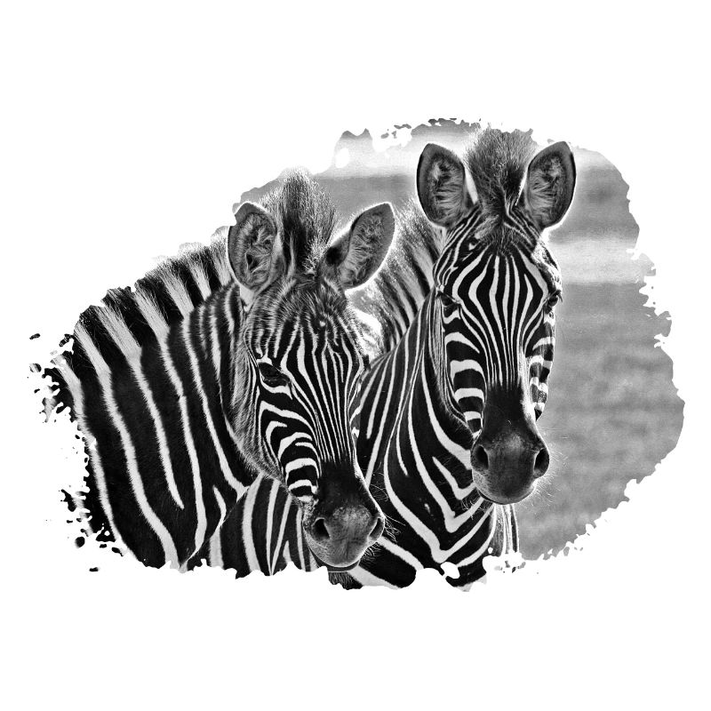 Schwarzweiß Zebra-Duo