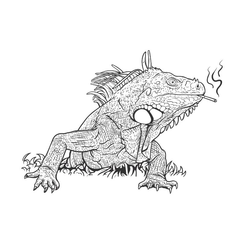 Leguan // Illustration
