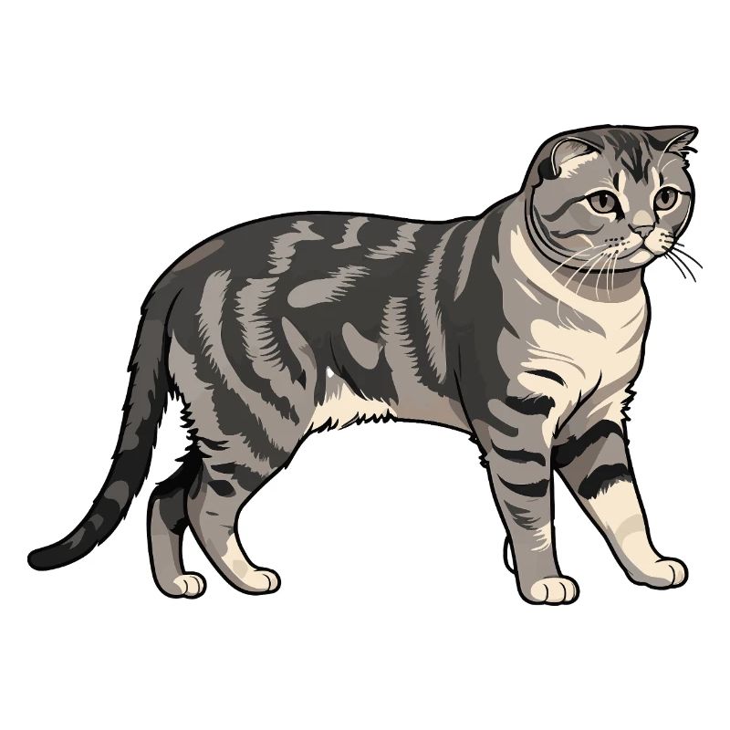 Pliage écossais - Cat Pet Design