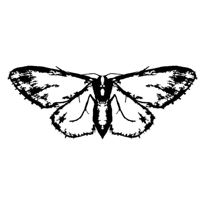 Moth / Butterfly / Moth