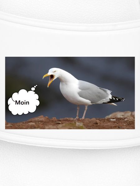 Moin Möwe