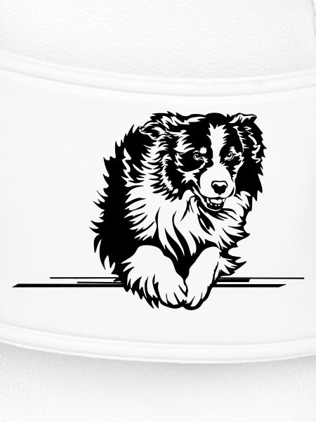 Australian Shepherd