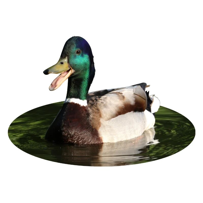 Canard colvert