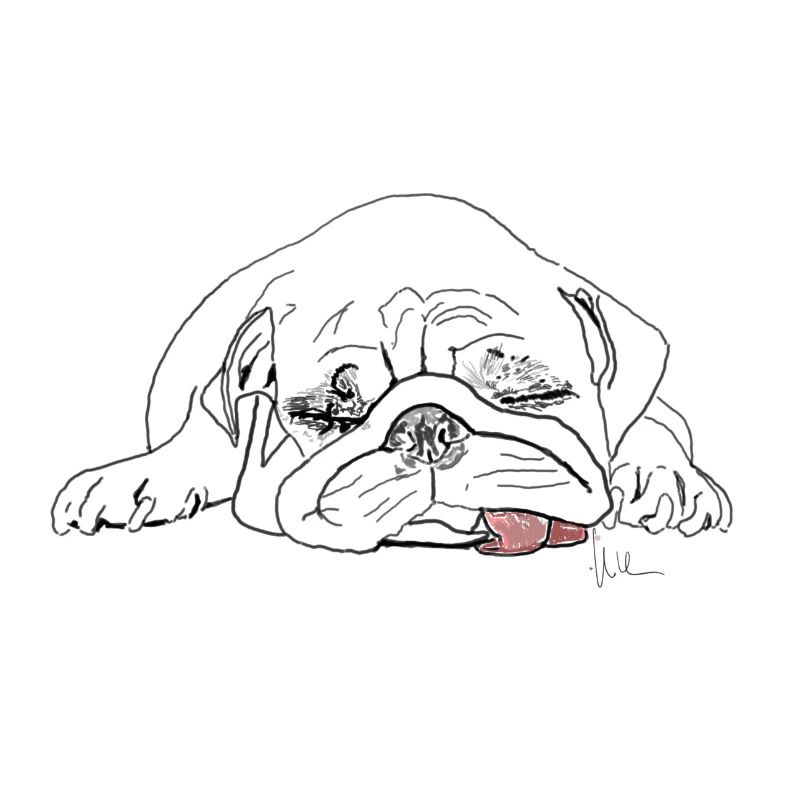 Pug