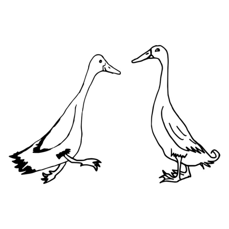 Runner ducks, runner ducks funny ducks