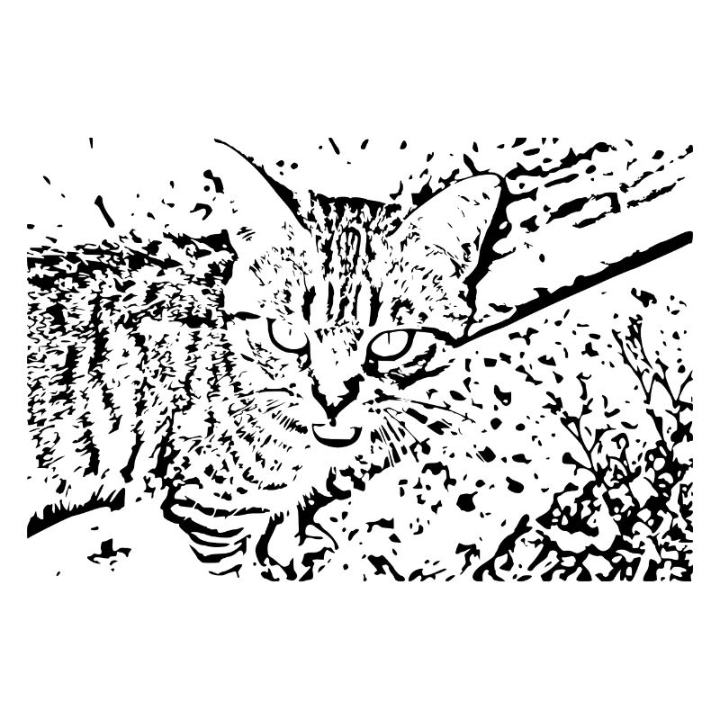 chat chaton noir mignon