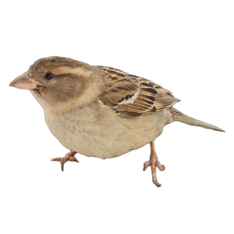 Vogel
