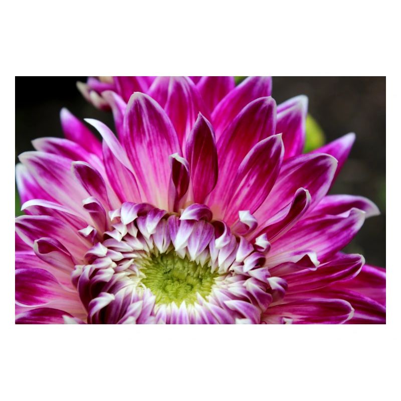 fleur de dahlia rose fleur rose affiche
