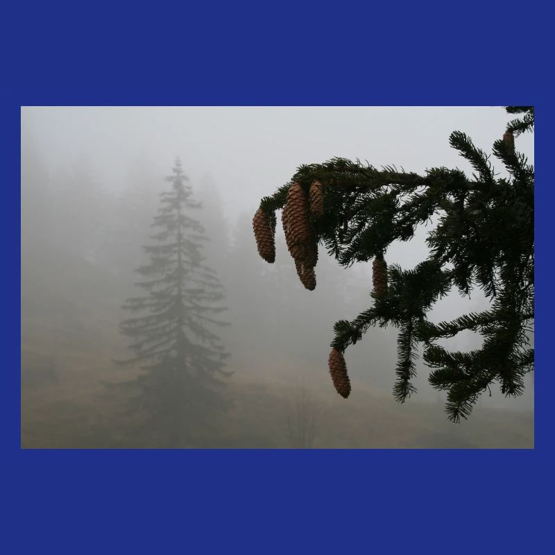 Cloud Forest Cone Magic / Feldberg