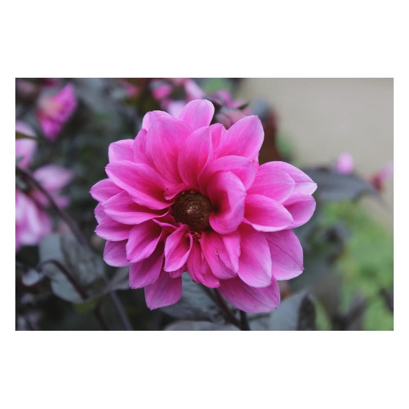 Dahlia rose rose fleur, fleur