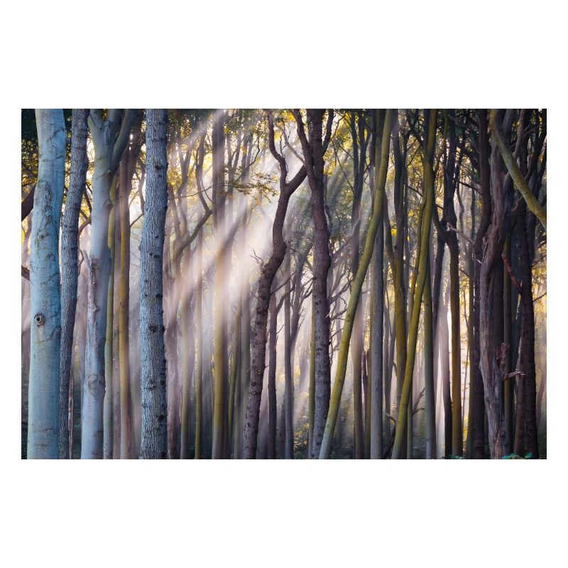 Lichtstrahlen im Wald