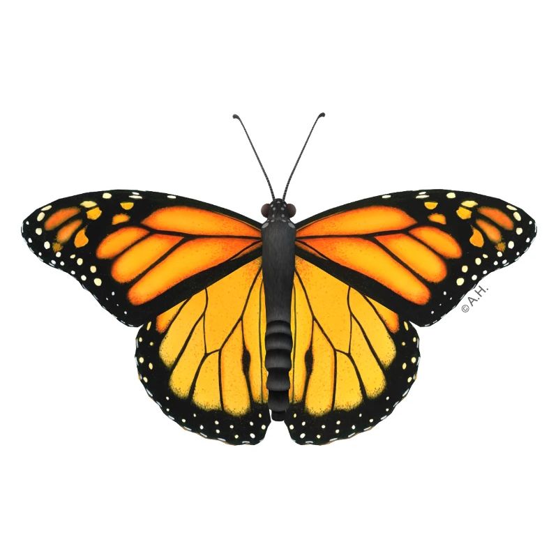 Ailes de soleil du papillon monarque