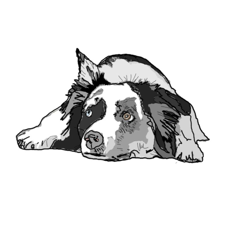 Australian Shepherd
