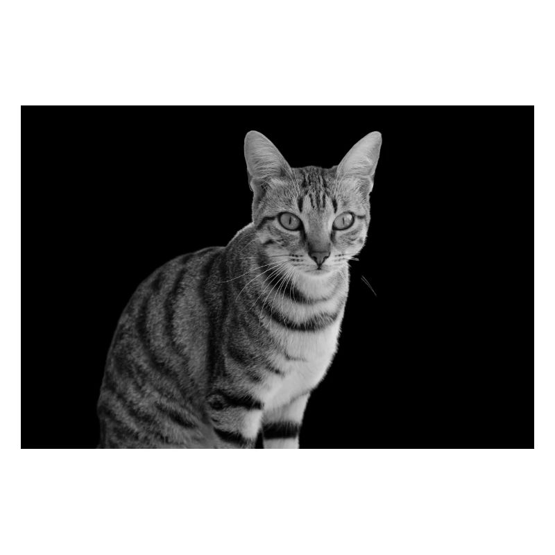 Chat blanc-noir