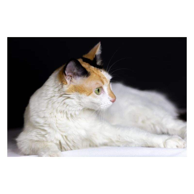 le chat