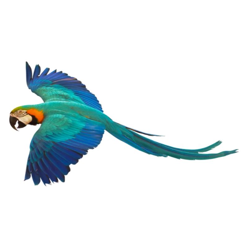 Macaw