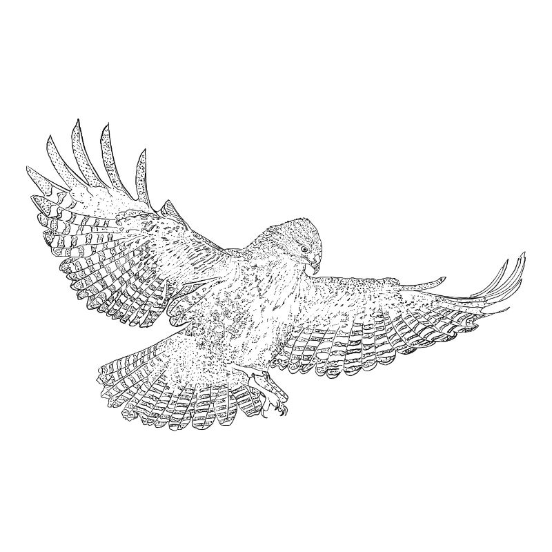 Mäusebussard, Greifvogel gezeichnet (stilisiert)