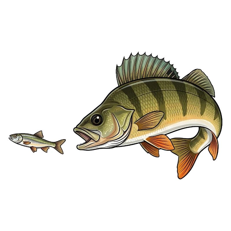 Perch hunts fish