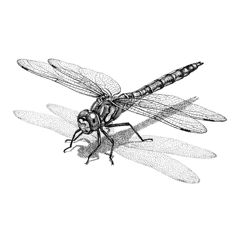 Dragonfly Dotwork Graphic - Minimalist Motif