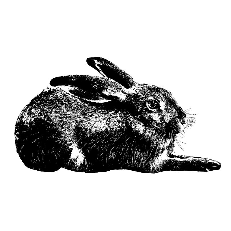 Hase / european hare / rabbit