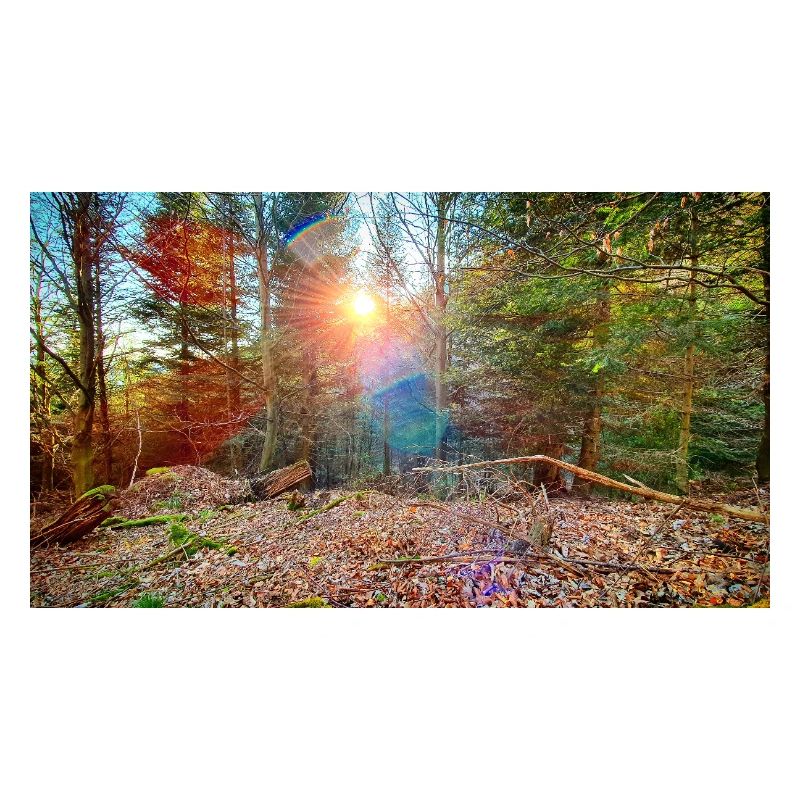 Sunlight in the autumn forest