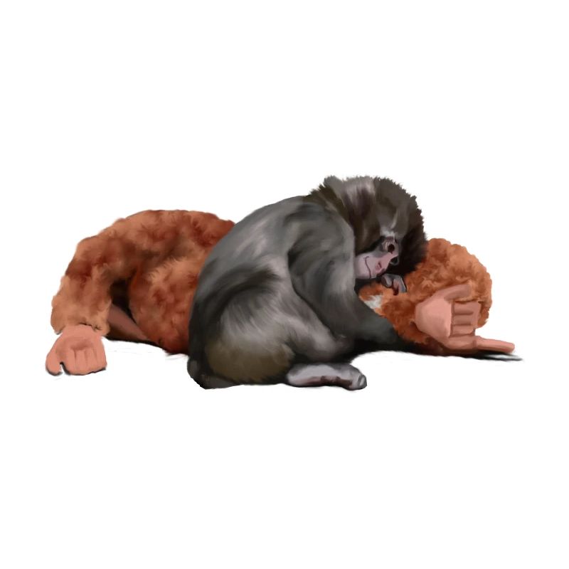 Punch - das Äffchen