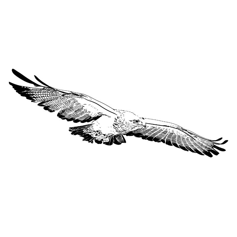 Aigle