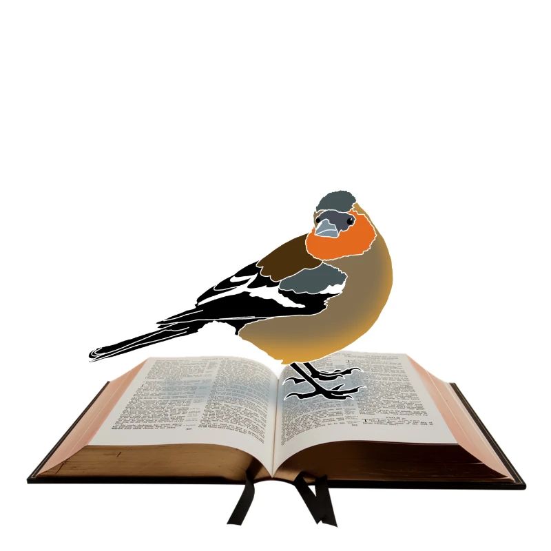 Buchfink auf Buch