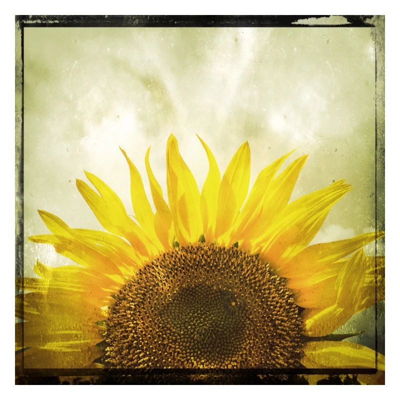 Halbe Sonnenblume
