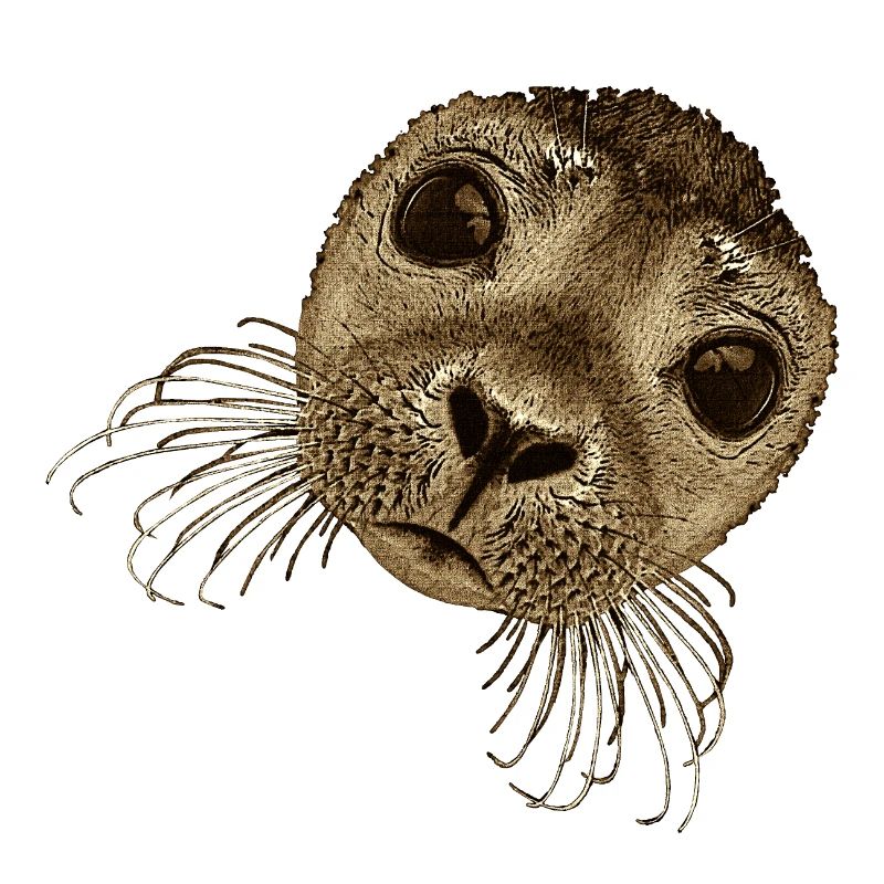 süße Wassertiere, robbengesicht, süße tiermotive