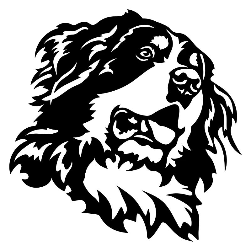 Berner Sennenhund Kopf