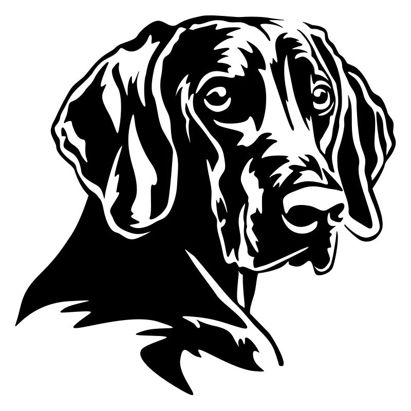 Weimaraner Head