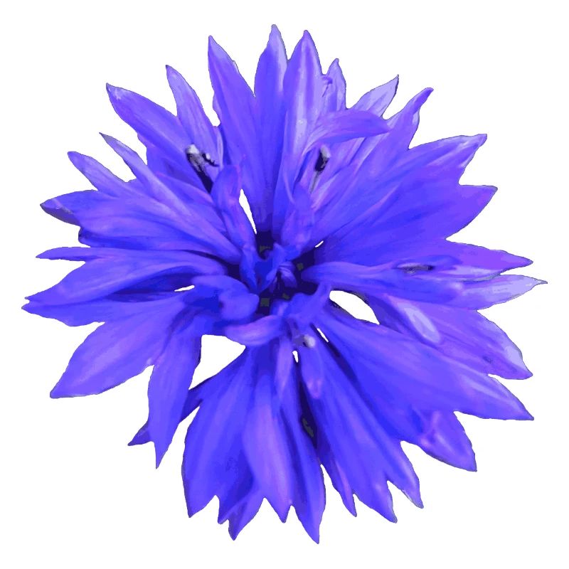 Cornflower