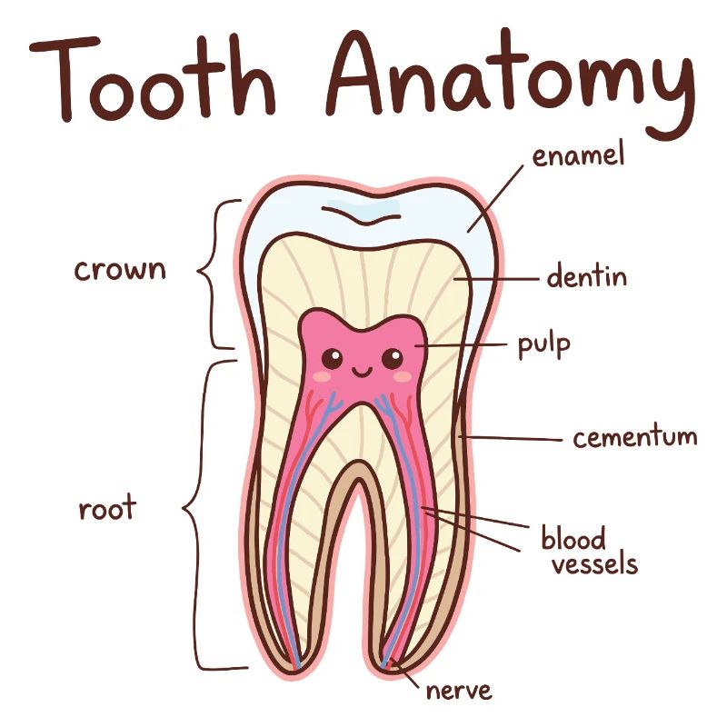 Dentiste assistant dentaire en anatomie dentaire