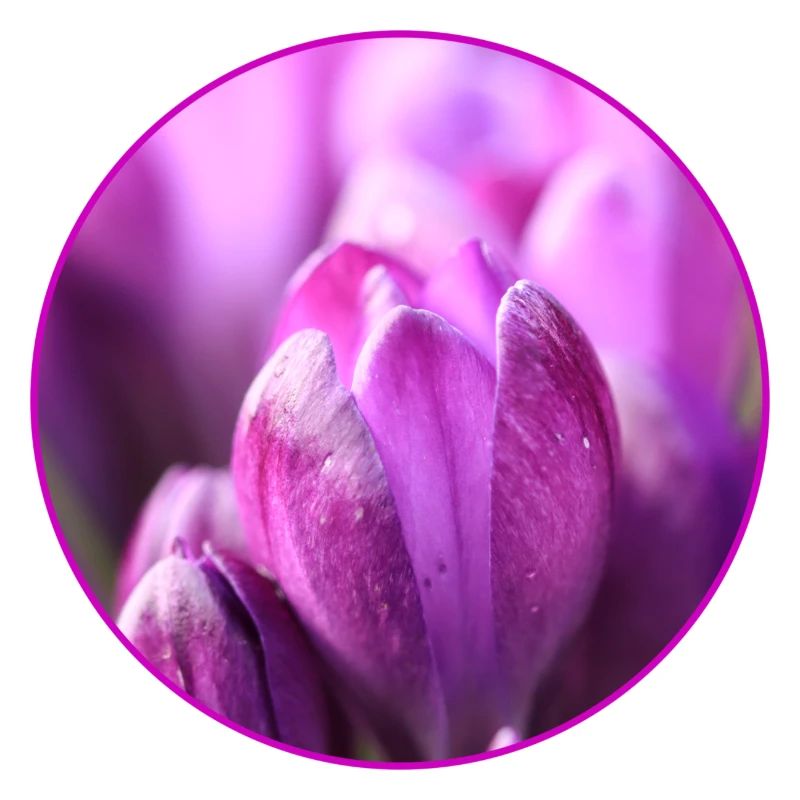 Crocus Crocus Fleurs violettes Crocus Bourgeon de crocus
