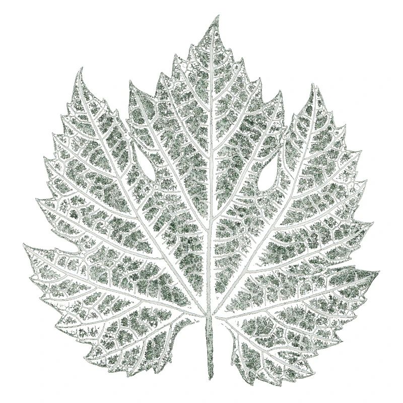 Grape Leaf / Nature Graphic Leaf