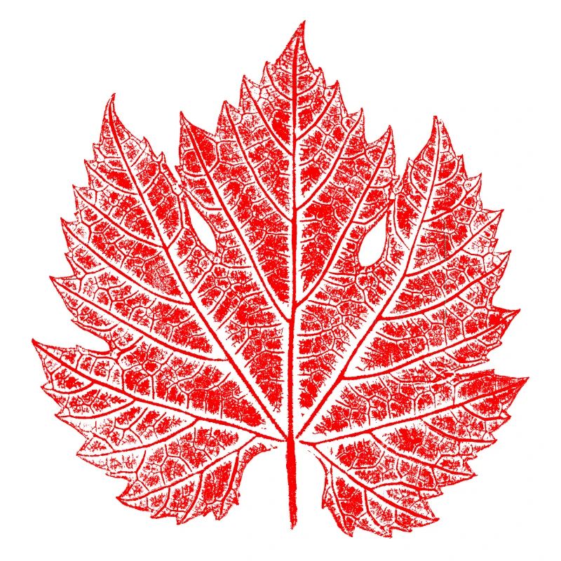 Grape Leaf / Red / Wine Leaf