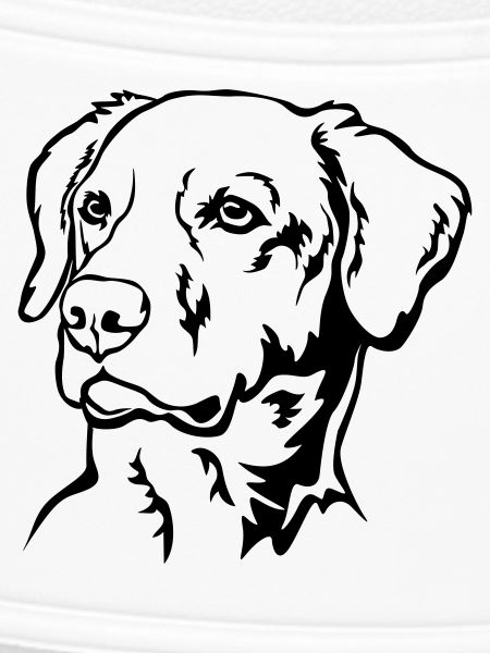 Labrador Head