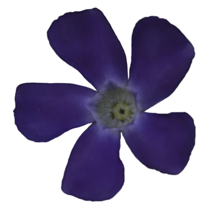 Fleur pourpre pervenche