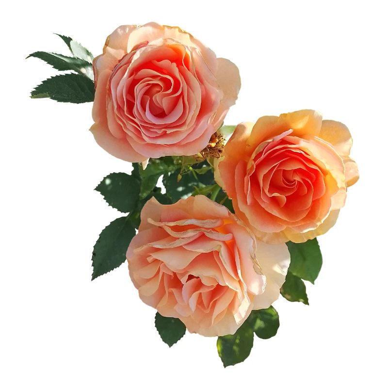 Pfirsichrosen Bouquet