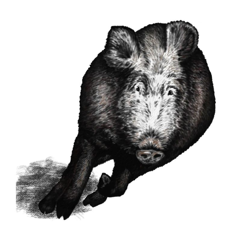 Cinghiale al galoppo