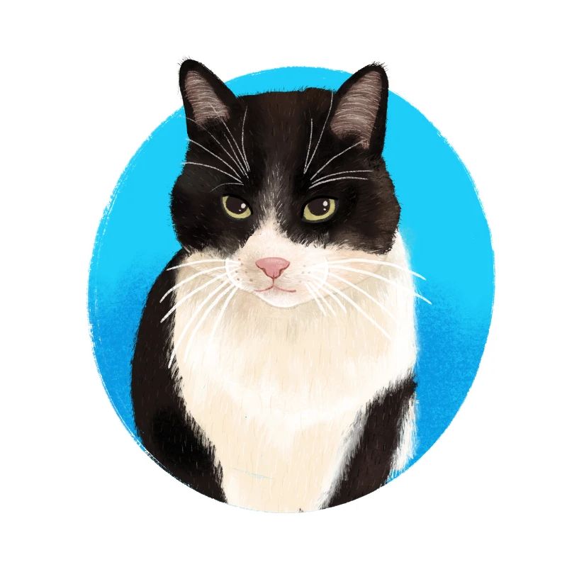 Black White Cat