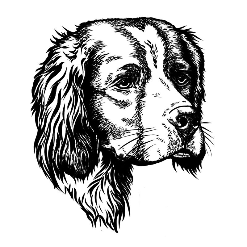 IRW Setter Portrait