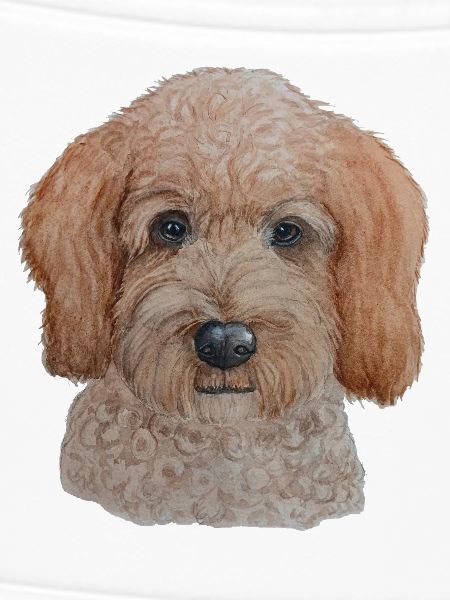 Labradoodle