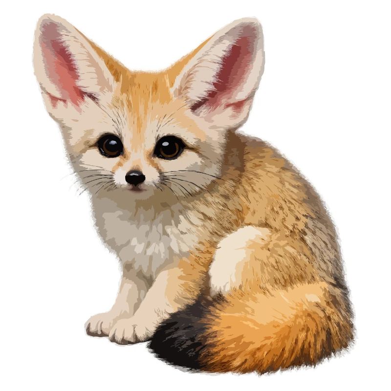 Fennec desert fox